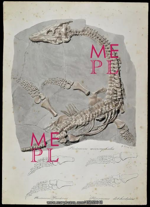 : Plesiosaurus macrocephalus (original artwork) : Plesiosaurus macrocephalus (original artwork)