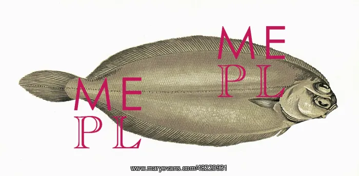 : Pleuronectes elongatus, or Long Flounder : Pleuronectes elongatus, or Long Flounder