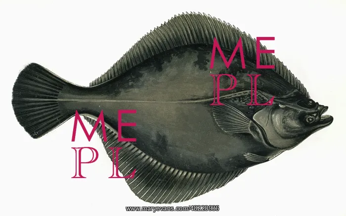 : Pleuronectes flesus, or European Flounder : Pleuronectes flesus, or European Flounder
