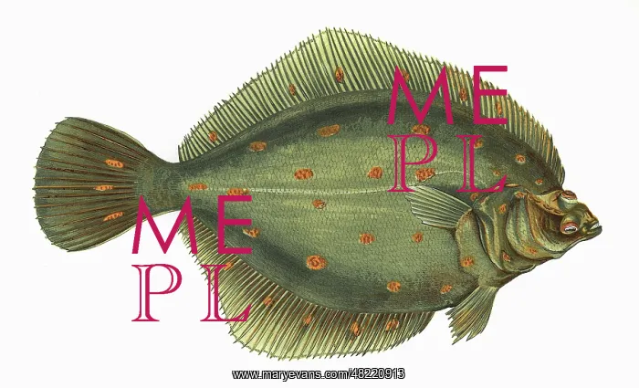 : Pleuronectes platessa, or European Plaice : Pleuronectes platessa, or European Plaice