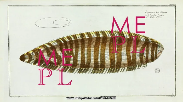 : Pleuronectes zebra (Synaptura zebra) : Pleuronectes zebra (Synaptura zebra)