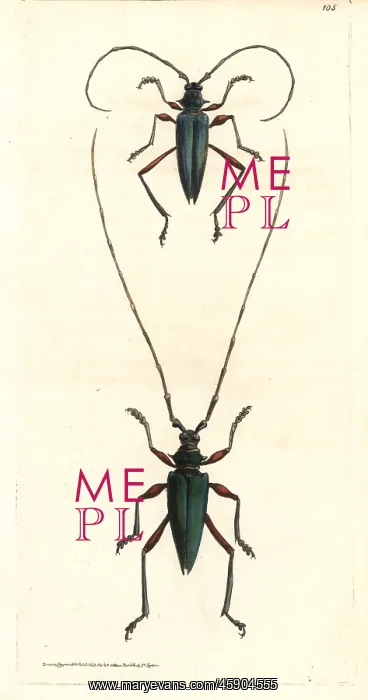 : Plinthocoelium columbinum beetle : Plinthocoelium columbinum beetle