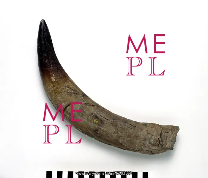 : Pliosaurus ferox tooth : Pliosaurus ferox tooth