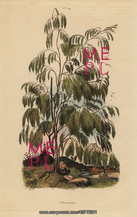 : Plocama pendula shrub : Plocama pendula shrub