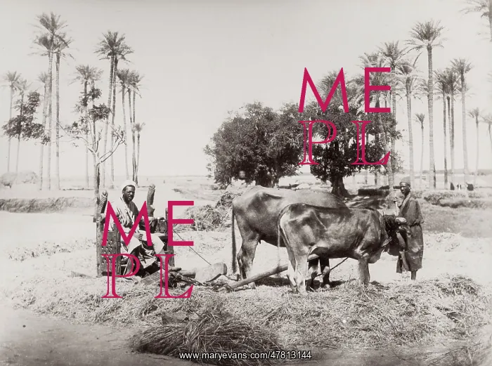 : Ploughen with oxen, Egypt, agriculture : Ploughen with oxen, Egypt, agriculture