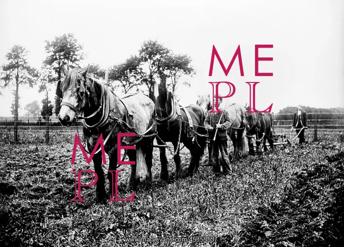 : Ploughing. A view showing a horse and plough team at work possibly in Ilmer : Ploughing. A view showing a horse and plough team at work possibly in Ilmer