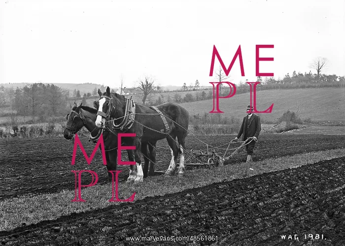 : Ploughing - a man in a field is ploughing with a two horse team. (Location: Ireland) : Ploughing - a man in a field is ploughing with a two horse team. (Location: Ireland)