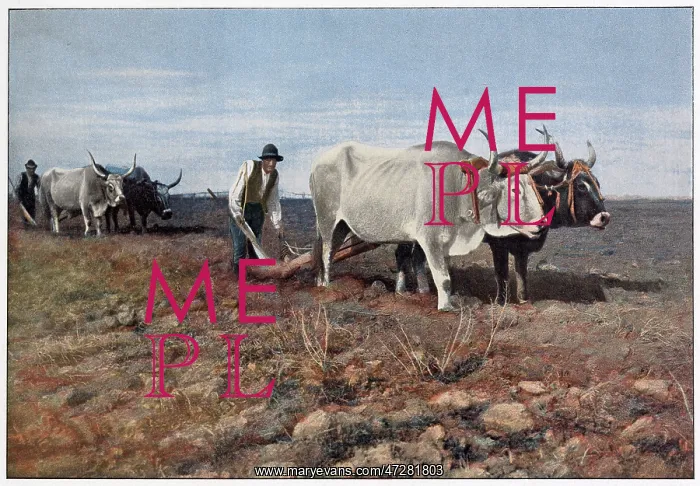 : PLOUGHING, CAMPAGNA : PLOUGHING, CAMPAGNA