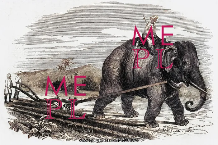 : PLOUGHING, ELEPHANT : PLOUGHING, ELEPHANT