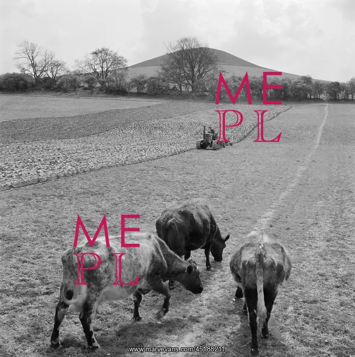 : Ploughing Field : Ploughing Field