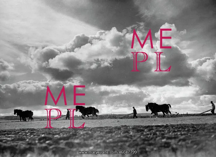 : Ploughing the fields : Ploughing the fields