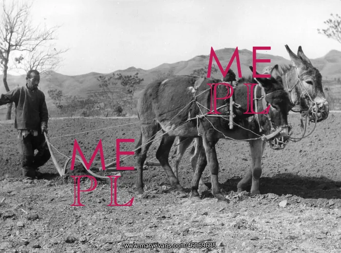 : Ploughing the fields with mules : Ploughing the fields with mules