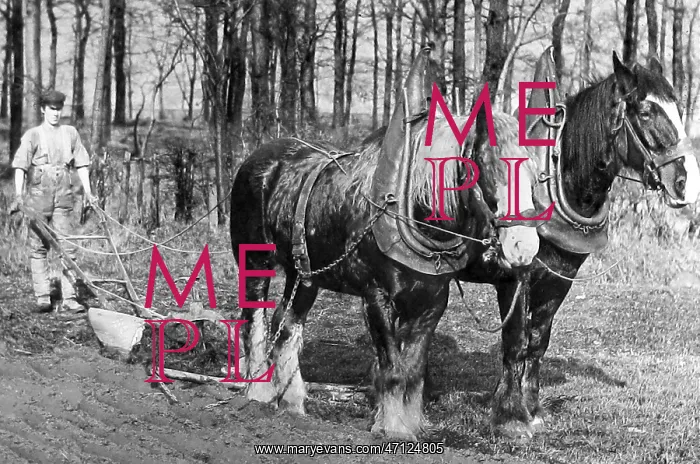  : Ploughing with horses Victorian period