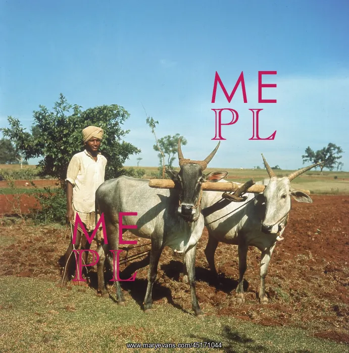  : PLOUGHING, INDIA