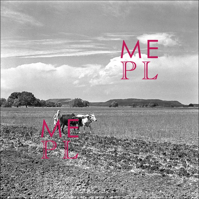 : Ploughing in Madhya Pradesh, Central India : Ploughing in Madhya Pradesh, Central India
