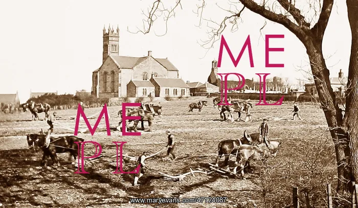  : Ploughing match