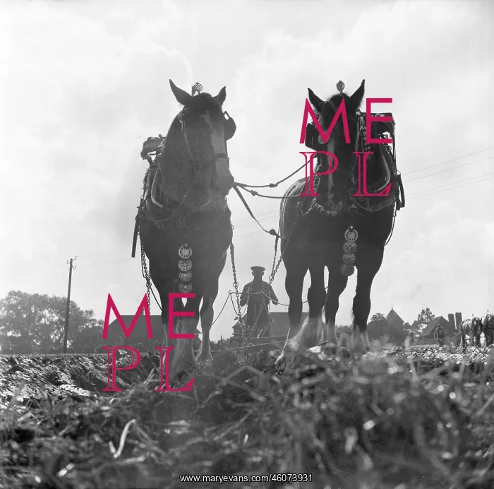 : Ploughing Match, England : Ploughing Match, England