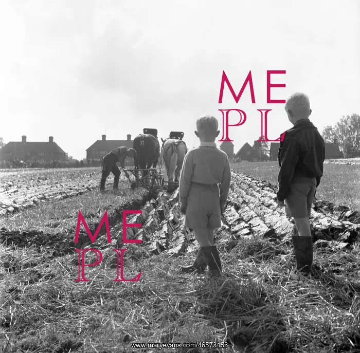 : Ploughing Match, England : Ploughing Match, England