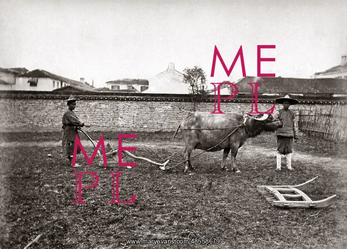  : Ploughing with oxen, China, circa 1880