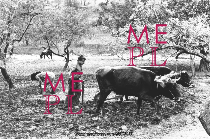 : Ploughing with oxen, Crete, Greece : Ploughing with oxen, Crete, Greece