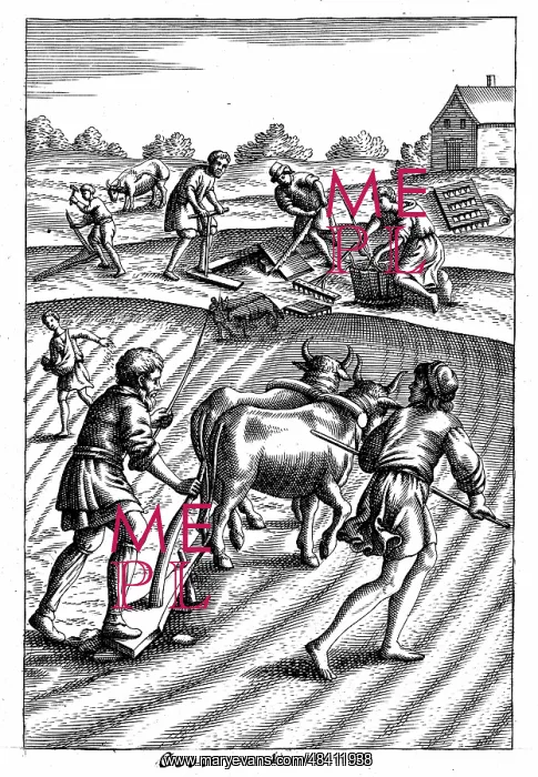 : Ploughing with oxen, sowing seed broadcast and : Ploughing with oxen, sowing seed broadcast and