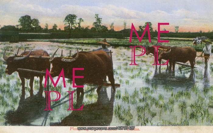  : Ploughing a Rice Paddy Field in Myanmar