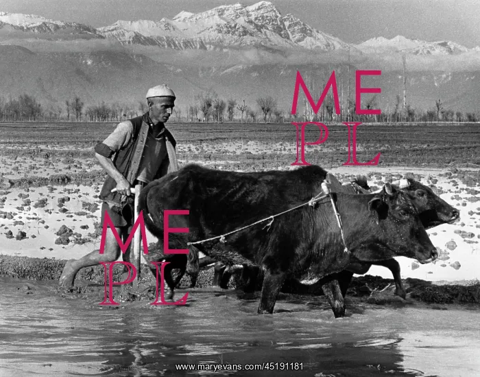 : Ploughing the rice paddy fields - Kashmir, India : Ploughing the rice paddy fields - Kashmir, India