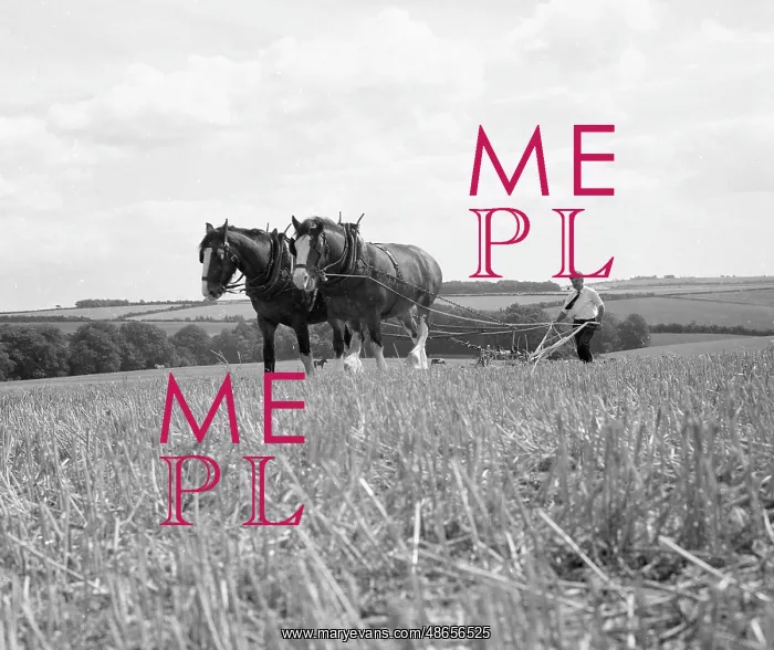 : Ploughing with a team of Shire horses : Ploughing with a team of Shire horses