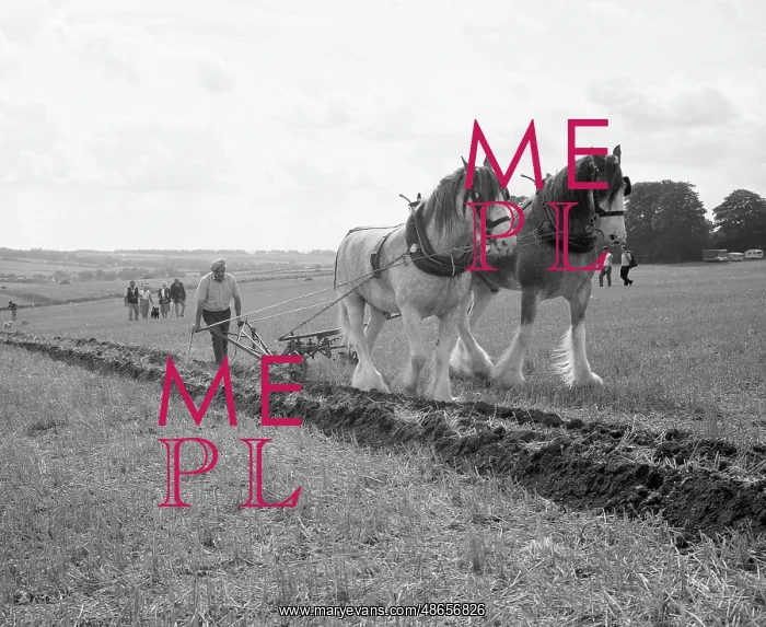 : Ploughing with a team of Shire horses : Ploughing with a team of Shire horses