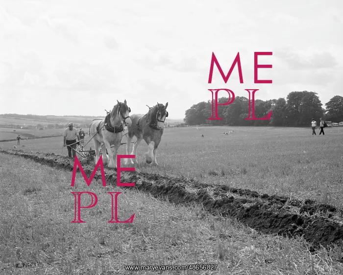 : Ploughing with a team of Shire horses : Ploughing with a team of Shire horses