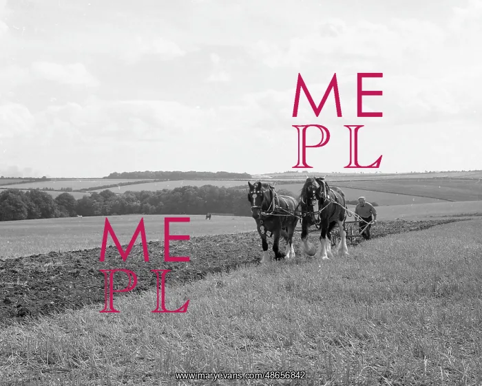 : Ploughing with a team of Shire horses : Ploughing with a team of Shire horses