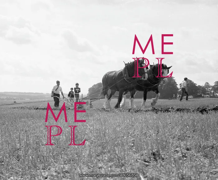 : Ploughing with a team of Shire horses : Ploughing with a team of Shire horses