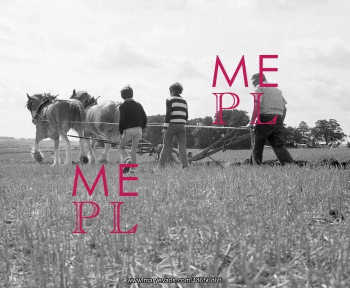 : Ploughing with a team of Shire horses : Ploughing with a team of Shire horses