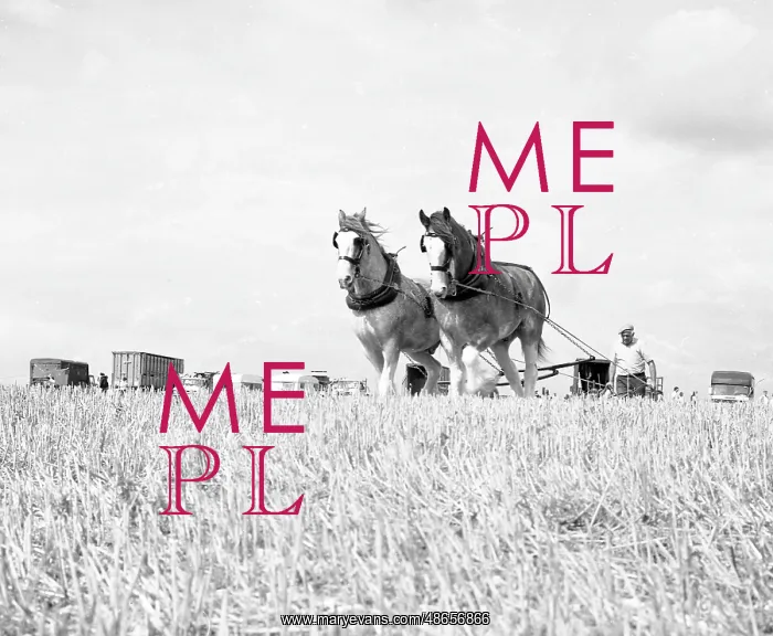 : Ploughing with a team of Shire horses : Ploughing with a team of Shire horses