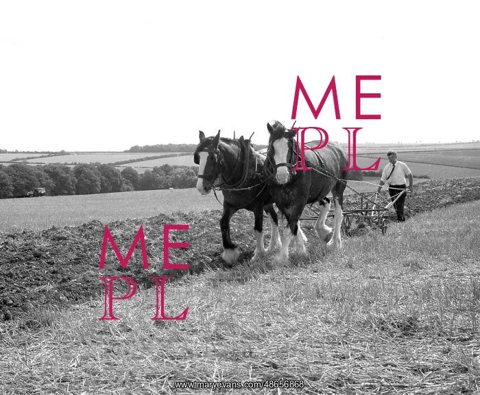 : Ploughing with a team of Shire horses : Ploughing with a team of Shire horses