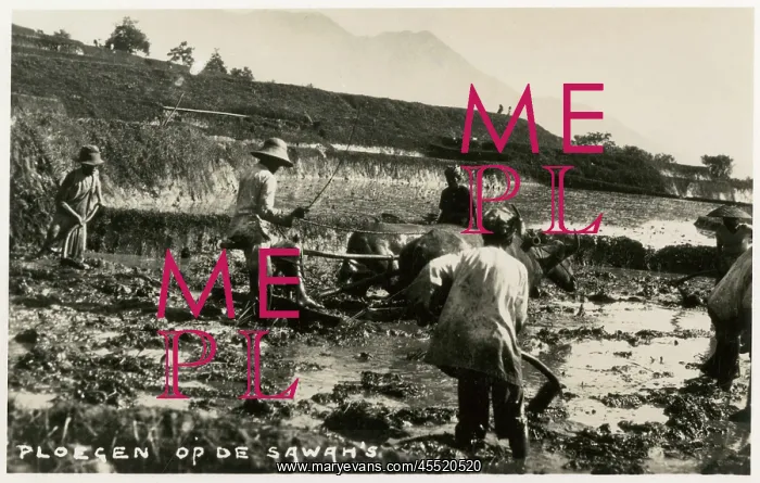 : Ploughing Teams in the rice fields, Indonesia : Ploughing Teams in the rice fields, Indonesia