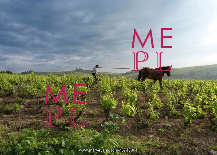 : Ploughing, vineyards, Chiroubles, Beaujolais, France : Ploughing, vineyards, Chiroubles, Beaujolais, France