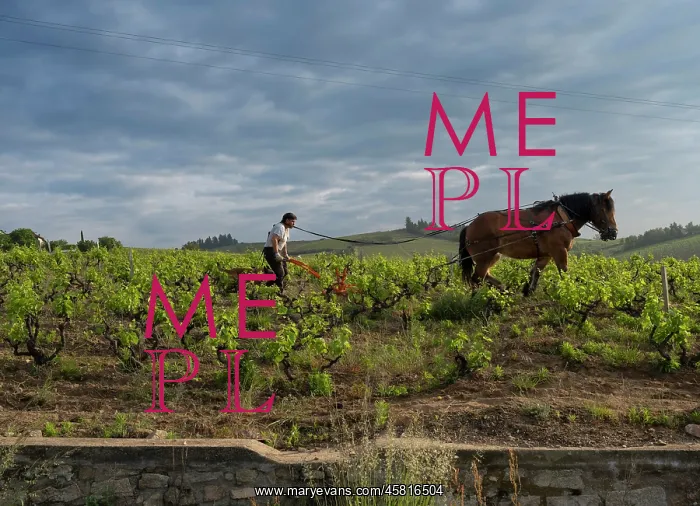 : Ploughing, vineyards, Chiroubles, Beaujolais, France : Ploughing, vineyards, Chiroubles, Beaujolais, France