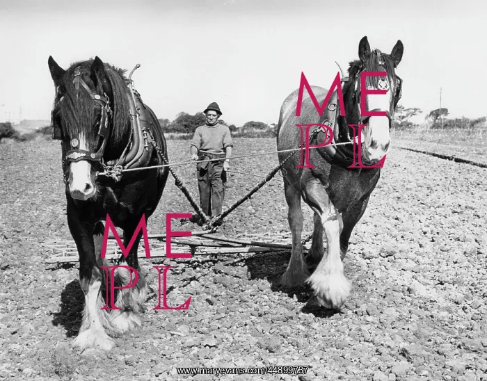: Ploughman with two horses, Hayle, Cornwall : Ploughman with two horses, Hayle, Cornwall