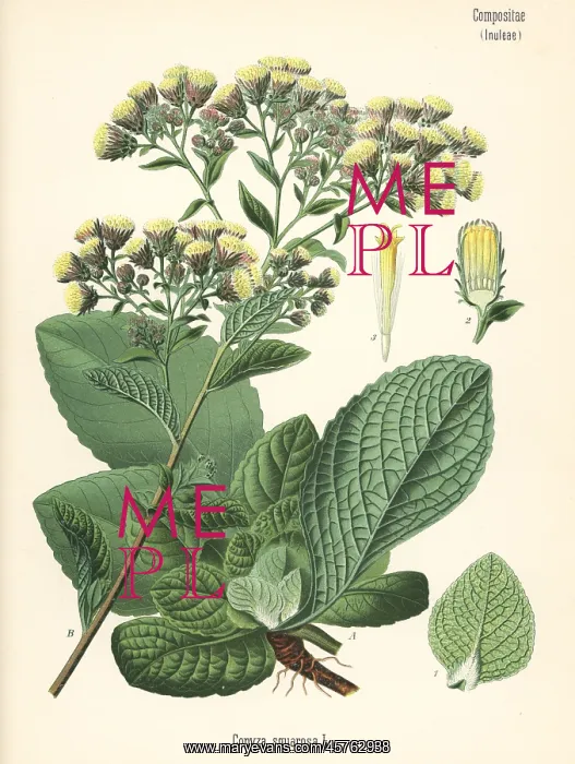 : Ploughman's spikenard, Inula conyza : Ploughman's spikenard, Inula conyza