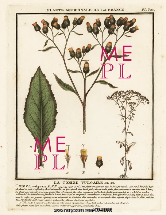 : Ploughman's-spikenard, Inula conyza : Ploughman's-spikenard, Inula conyza