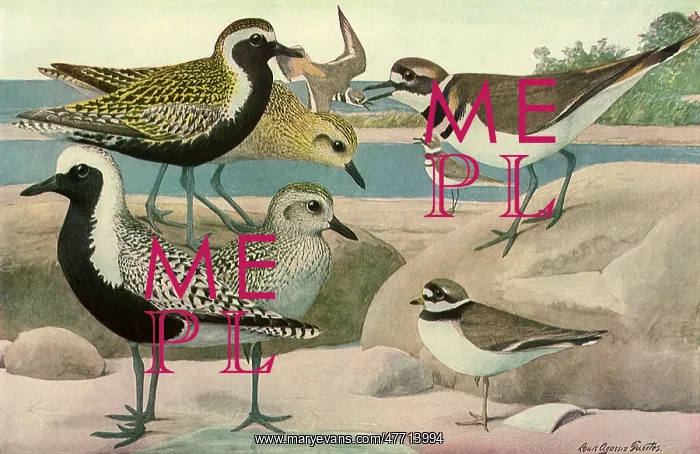  : Plover