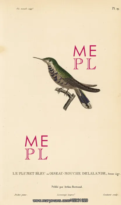 : Plovercrest, Stephanoxis lalandi (Ornismya : Plovercrest, Stephanoxis lalandi (Ornismya