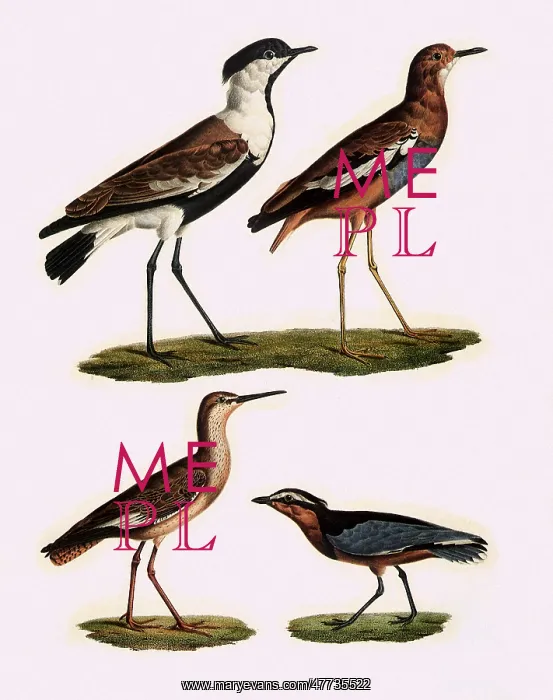 : Plovers, Dotterel, and Godwit : Plovers, Dotterel, and Godwit
