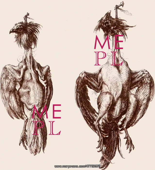 : Plucked Chickens Hanging from Nails : Plucked Chickens Hanging from Nails