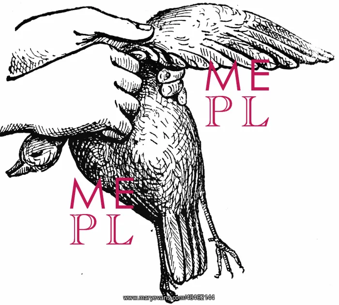  : Plucking a small game bird