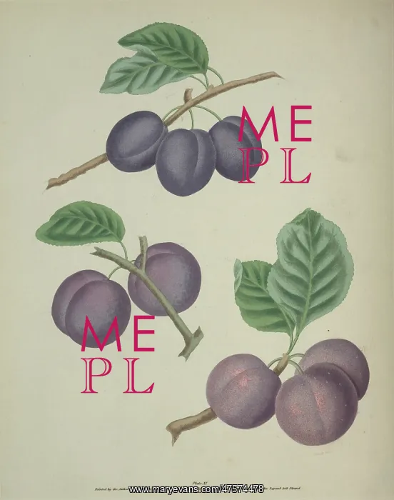 : The Plum. Three varieties of the Plum, the upper is the Precos De Tours : The Plum. Three varieties of the Plum, the upper is the Precos De Tours