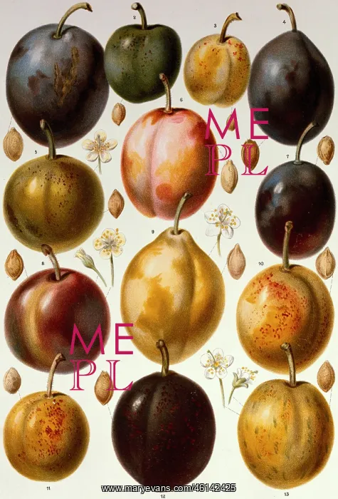 : Plum fruit : Plum fruit