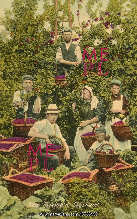 : Plum picking at Evesham, Worcestershire : Plum picking at Evesham, Worcestershire