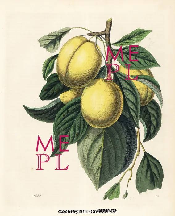 : Plum or prune, Prunus domestica : Plum or prune, Prunus domestica